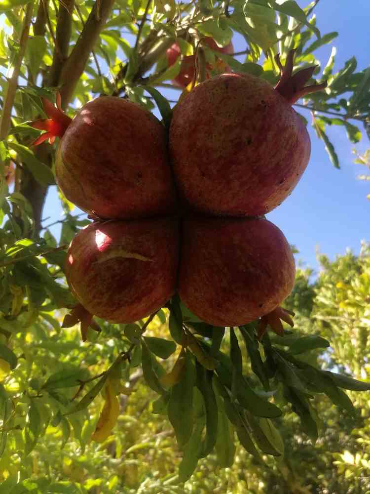 انار یاقوتی شهرضا + فروش عمده